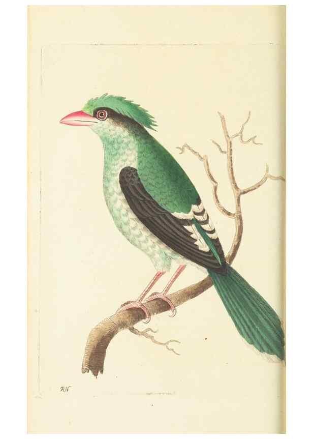 Reproducción/Reproduction 30192867183: The naturalist's miscellany, or Coloured figures of natural objects. London :Printed for Nodder & Co.,1789-1813