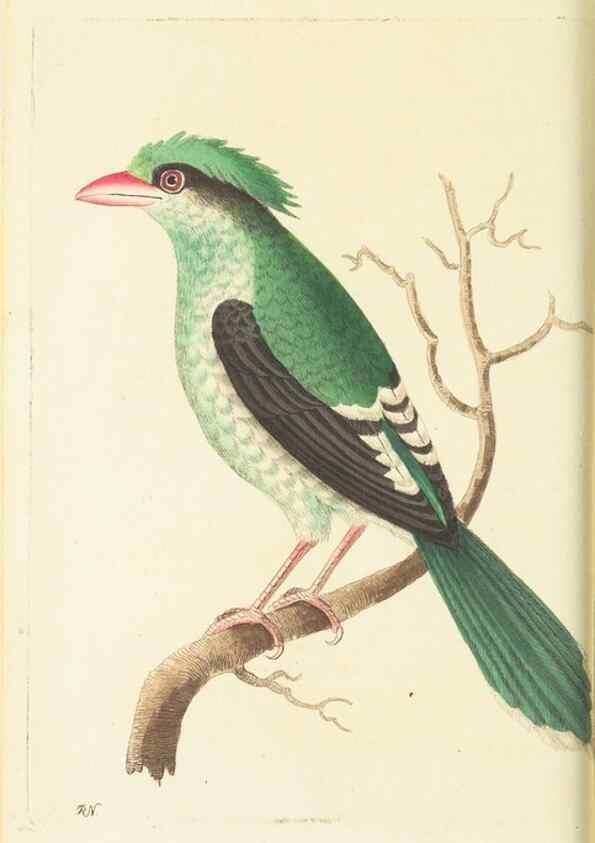 Reproducción/Reproduction 30192867183: The naturalist's miscellany, or Coloured figures of natural objects. London :Printed for Nodder & Co.,1789-1813