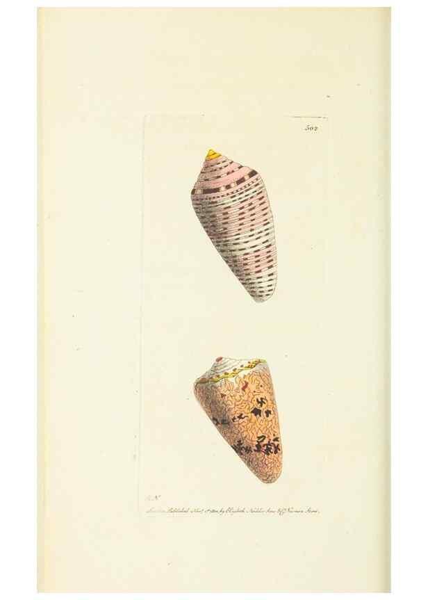 Reproducción/Reproduction 30196155464: The naturalist's miscellany, or Coloured figures of natural objects. London :Printed for Nodder & Co.,1789-1813