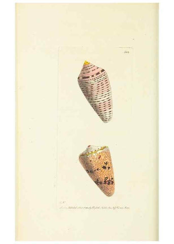 Reproducción/Reproduction 30196155464: The naturalist's miscellany, or Coloured figures of natural objects. London :Printed for Nodder & Co.,1789-1813