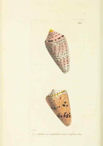 Reproducción/Reproduction 30196155464: The naturalist's miscellany, or Coloured figures of natural objects. London :Printed for Nodder & Co.,1789-1813