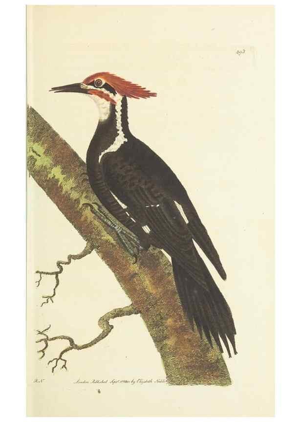 Reproducción/Reproduction 30526878690: The naturalist's miscellany, or Coloured figures of natural objects. London :Printed for Nodder & Co.,1789-1813