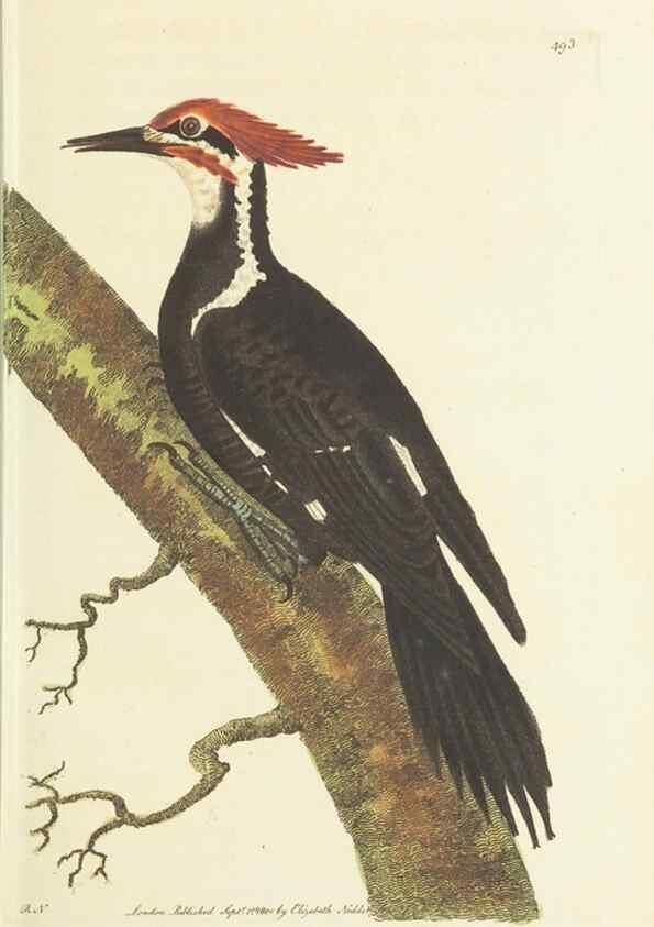 Reproducción/Reproduction 30526878690: The naturalist's miscellany, or Coloured figures of natural objects. London :Printed for Nodder & Co.,1789-1813