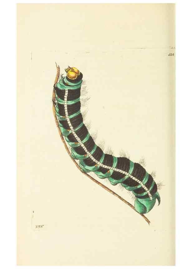 Reproducción/Reproduction 30791297716: The naturalist's miscellany, or Coloured figures of natural objects. London :Printed for Nodder & Co.,1789-1813