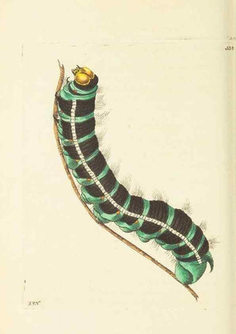 Reproducción/Reproduction 30791297716: The naturalist's miscellany, or Coloured figures of natural objects. London :Printed for Nodder & Co.,1789-1813
