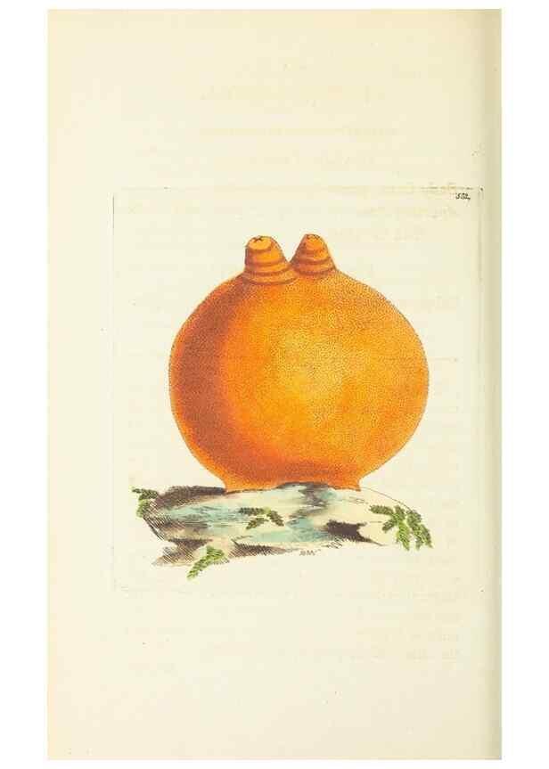 Reproducción/Reproduction 30196222804: The naturalist's miscellany, or Coloured figures of natural objects. London :Printed for Nodder & Co.,1789-1813