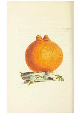 Reproducción/Reproduction 30196222804: The naturalist's miscellany, or Coloured figures of natural objects. London :Printed for Nodder & Co.,1789-1813