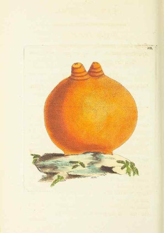 Reproducción/Reproduction 30196222804: The naturalist's miscellany, or Coloured figures of natural objects. London :Printed for Nodder & Co.,1789-1813