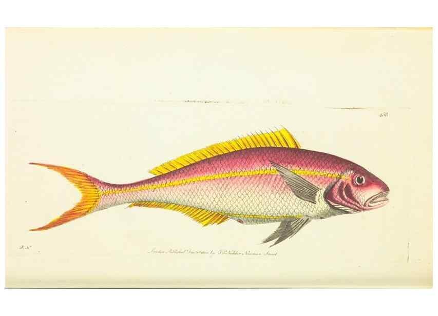 Reproducción/Reproduction 30527647840: The naturalist's miscellany, or Coloured figures of natural objects. London :Printed for Nodder & Co.,1789-1813