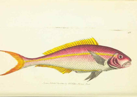Reproducción/Reproduction 30527647840: The naturalist's miscellany, or Coloured figures of natural objects. London :Printed for Nodder & Co.,1789-1813