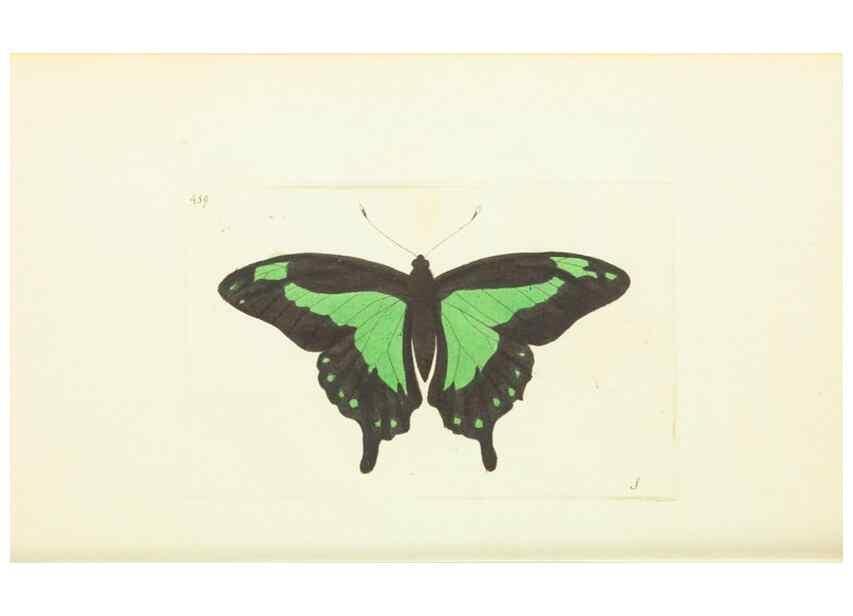Reproducción/Reproduction 30527650960: The naturalist's miscellany, or Coloured figures of natural objects. London :Printed for Nodder & Co.,1789-1813