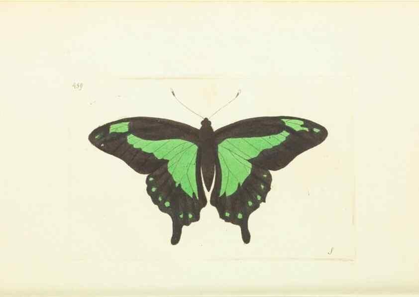 Reproducción/Reproduction 30527650960: The naturalist's miscellany, or Coloured figures of natural objects. London :Printed for Nodder & Co.,1789-1813