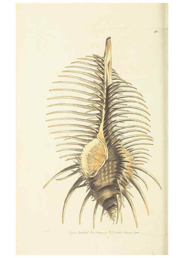 Reproducción/Reproduction 30193635193: The naturalist's miscellany, or Coloured figures of natural objects. London :Printed for Nodder & Co.,1789-1813