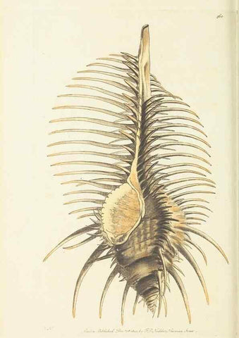 Reproducción/Reproduction 30193635193: The naturalist's miscellany, or Coloured figures of natural objects. London :Printed for Nodder & Co.,1789-1813