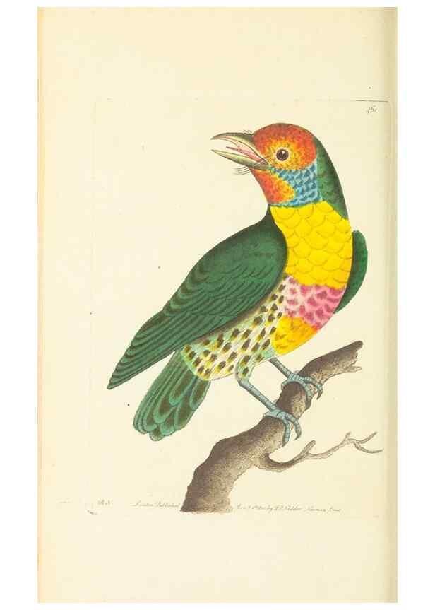Reproducción/Reproduction 30740675931: The naturalist's miscellany, or Coloured figures of natural objects. London :Printed for Nodder & Co.,1789-1813