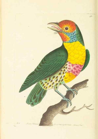 Reproducción/Reproduction 30740675931: The naturalist's miscellany, or Coloured figures of natural objects. London :Printed for Nodder & Co.,1789-1813