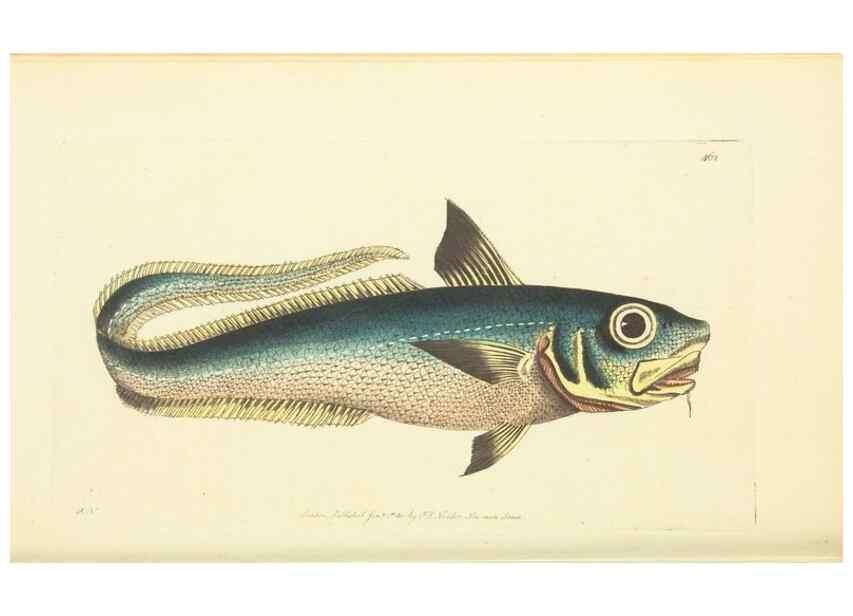 Reproducción/Reproduction 30193639773: The naturalist's miscellany, or Coloured figures of natural objects. London :Printed for Nodder & Co.,1789-1813