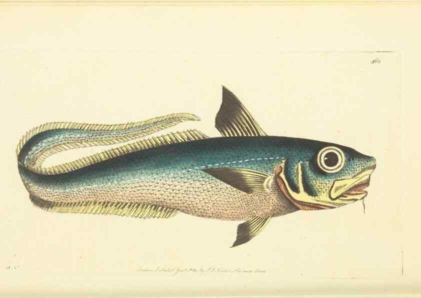 Reproducción/Reproduction 30193639773: The naturalist's miscellany, or Coloured figures of natural objects. London :Printed for Nodder & Co.,1789-1813