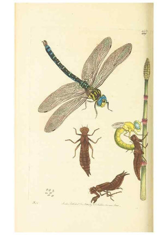 Reproducción/Reproduction 30740678651: The naturalist's miscellany, or Coloured figures of natural objects. London :Printed for Nodder & Co.,1789-1813