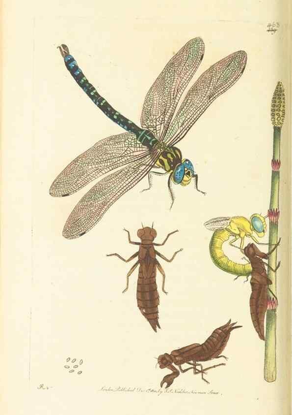 Reproducción/Reproduction 30740678651: The naturalist's miscellany, or Coloured figures of natural objects. London :Printed for Nodder & Co.,1789-1813