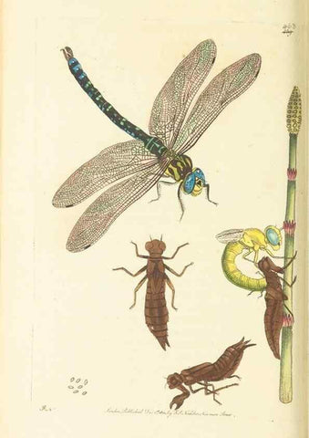 Reproducción/Reproduction 30740678651: The naturalist's miscellany, or Coloured figures of natural objects. London :Printed for Nodder & Co.,1789-1813
