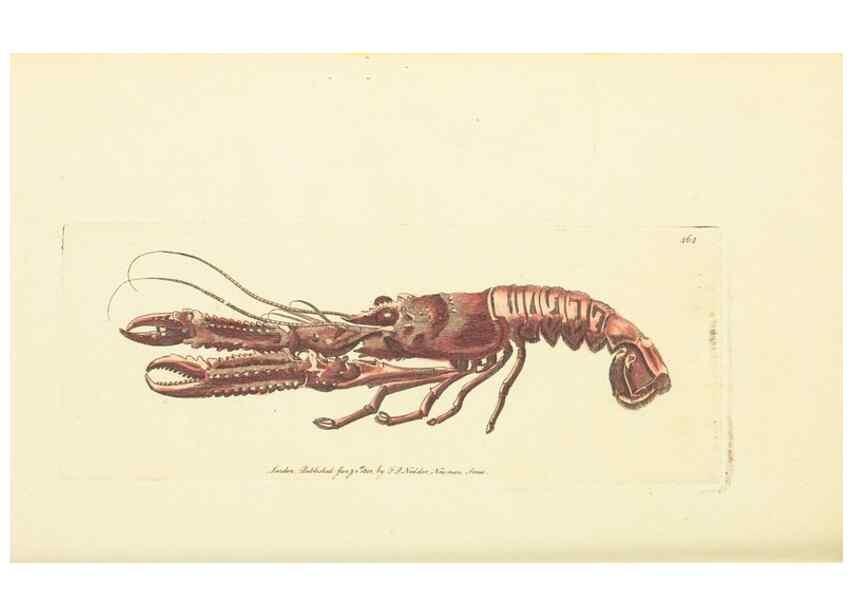 Reproducción/Reproduction 30740680071: The naturalist's miscellany, or Coloured figures of natural objects. London :Printed for Nodder & Co.,1789-1813
