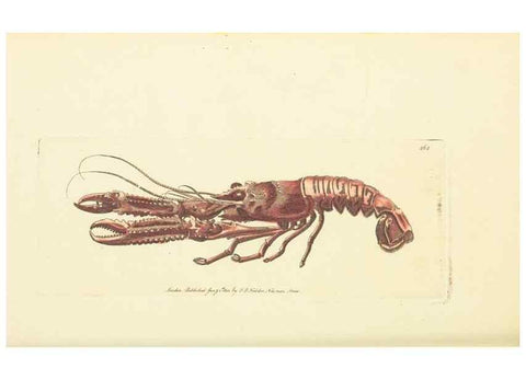 Reproducción/Reproduction 30740680071: The naturalist's miscellany, or Coloured figures of natural objects. London :Printed for Nodder & Co.,1789-1813