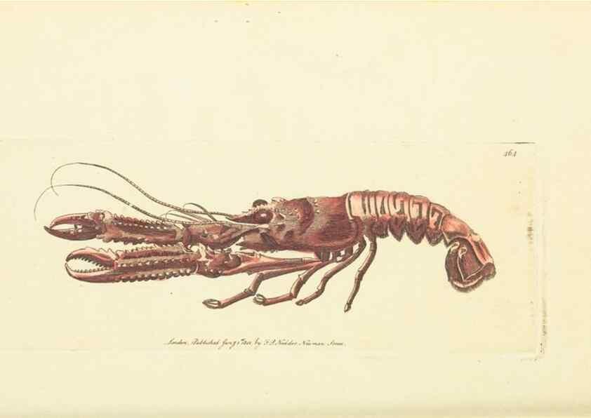 Reproducción/Reproduction 30740680071: The naturalist's miscellany, or Coloured figures of natural objects. London :Printed for Nodder & Co.,1789-1813