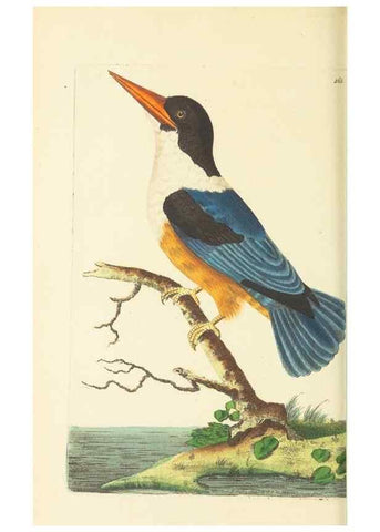 Reproducción/Reproduction 30740683071: The naturalist's miscellany, or Coloured figures of natural objects. London :Printed for Nodder & Co.,1789-1813