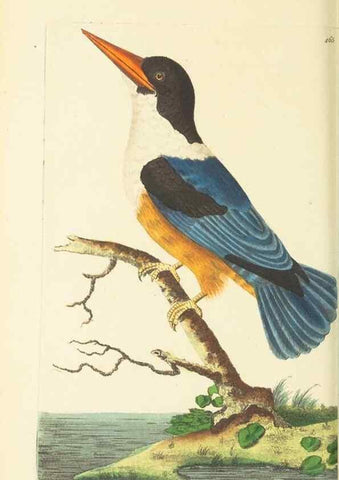 Reproducción/Reproduction 30740683071: The naturalist's miscellany, or Coloured figures of natural objects. London :Printed for Nodder & Co.,1789-1813