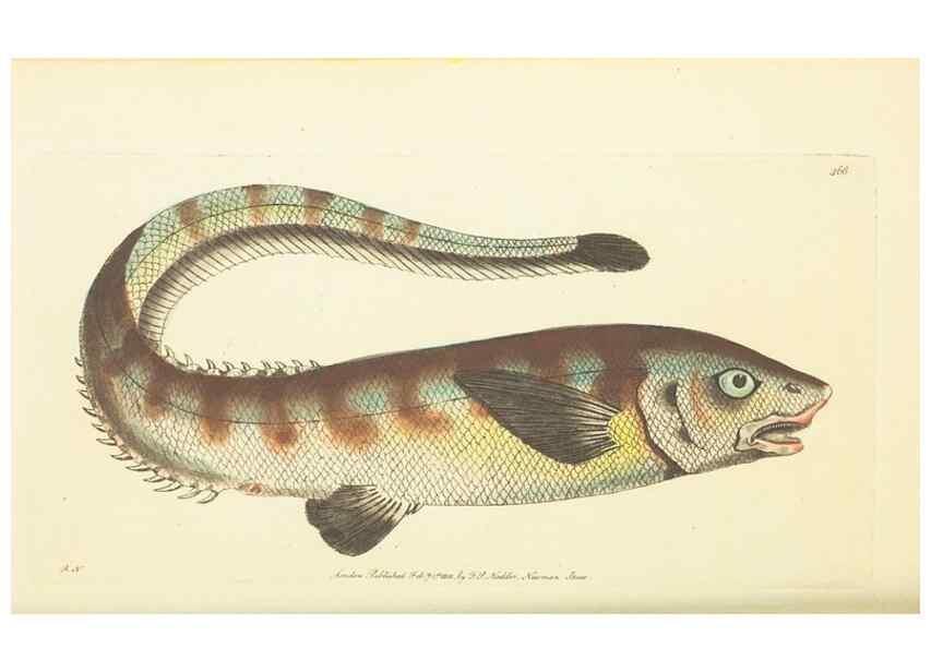 Reproducción/Reproduction 30791986616: The naturalist's miscellany, or Coloured figures of natural objects. London :Printed for Nodder & Co.,1789-1813