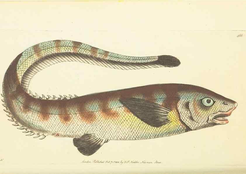 Reproducción/Reproduction 30791986616: The naturalist's miscellany, or Coloured figures of natural objects. London :Printed for Nodder & Co.,1789-1813