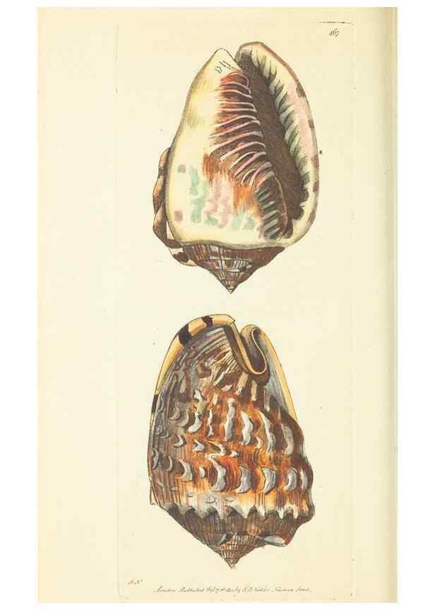 Reproducción/Reproduction 30527676500: The naturalist's miscellany, or Coloured figures of natural objects. London :Printed for Nodder & Co.,1789-1813