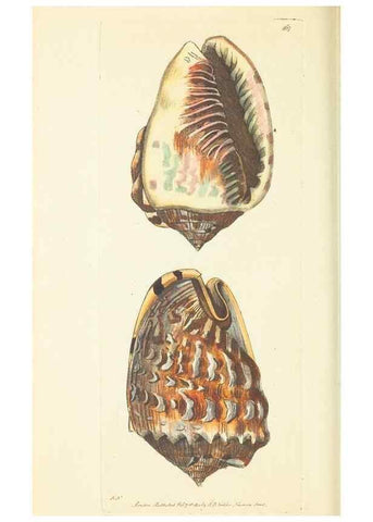 Reproducción/Reproduction 30527676500: The naturalist's miscellany, or Coloured figures of natural objects. London :Printed for Nodder & Co.,1789-1813