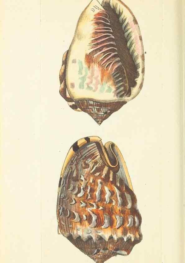 Reproducción/Reproduction 30527676500: The naturalist's miscellany, or Coloured figures of natural objects. London :Printed for Nodder & Co.,1789-1813