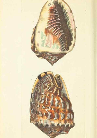 Reproducción/Reproduction 30527676500: The naturalist's miscellany, or Coloured figures of natural objects. London :Printed for Nodder & Co.,1789-1813