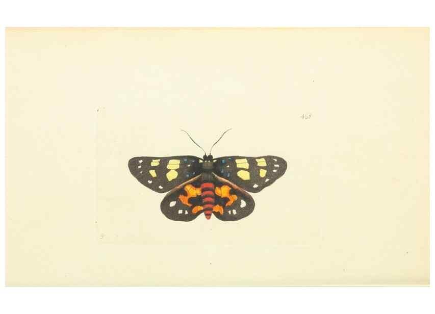 Reproducción/Reproduction 30527680130: The naturalist's miscellany, or Coloured figures of natural objects. London :Printed for Nodder & Co.,1789-1813