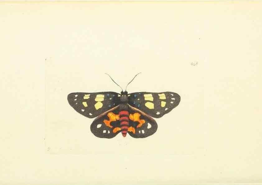 Reproducción/Reproduction 30527680130: The naturalist's miscellany, or Coloured figures of natural objects. London :Printed for Nodder & Co.,1789-1813