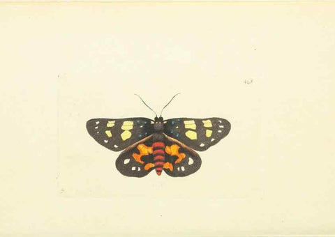 Reproducción/Reproduction 30527680130: The naturalist's miscellany, or Coloured figures of natural objects. London :Printed for Nodder & Co.,1789-1813
