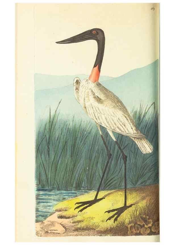 Reproducción/Reproduction 30527683380: The naturalist's miscellany, or Coloured figures of natural objects. London :Printed for Nodder & Co.,1789-1813