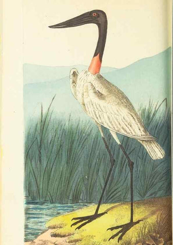 Reproducción/Reproduction 30527683380: The naturalist's miscellany, or Coloured figures of natural objects. London :Printed for Nodder & Co.,1789-1813