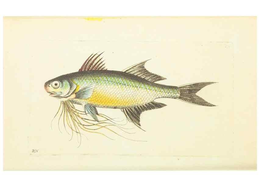Reproducción/Reproduction 30193654903: The naturalist's miscellany, or Coloured figures of natural objects. London :Printed for Nodder & Co.,1789-1813