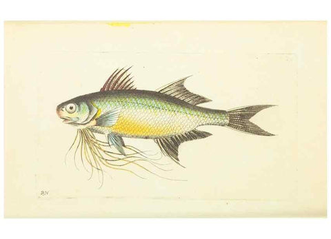 Reproducción/Reproduction 30193654903: The naturalist's miscellany, or Coloured figures of natural objects. London :Printed for Nodder & Co.,1789-1813