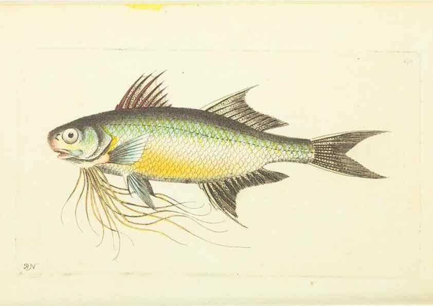 Reproducción/Reproduction 30193654903: The naturalist's miscellany, or Coloured figures of natural objects. London :Printed for Nodder & Co.,1789-1813
