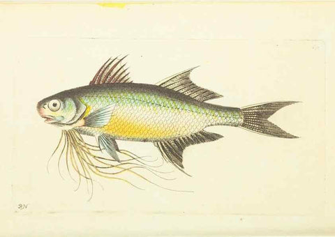 Reproducción/Reproduction 30193654903: The naturalist's miscellany, or Coloured figures of natural objects. London :Printed for Nodder & Co.,1789-1813