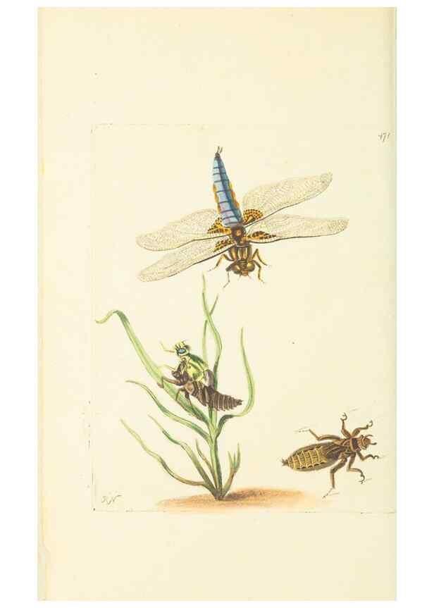 Reproducción/Reproduction 30828634755: The naturalist's miscellany, or Coloured figures of natural objects. London :Printed for Nodder & Co.,1789-1813