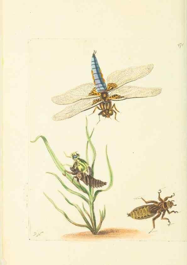 Reproducción/Reproduction 30828634755: The naturalist's miscellany, or Coloured figures of natural objects. London :Printed for Nodder & Co.,1789-1813