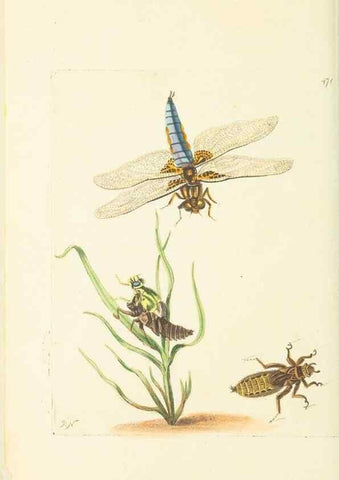 Reproducción/Reproduction 30828634755: The naturalist's miscellany, or Coloured figures of natural objects. London :Printed for Nodder & Co.,1789-1813