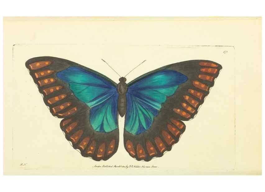Reproducción/Reproduction 30527693710: The naturalist's miscellany, or Coloured figures of natural objects. London :Printed for Nodder & Co.,1789-1813