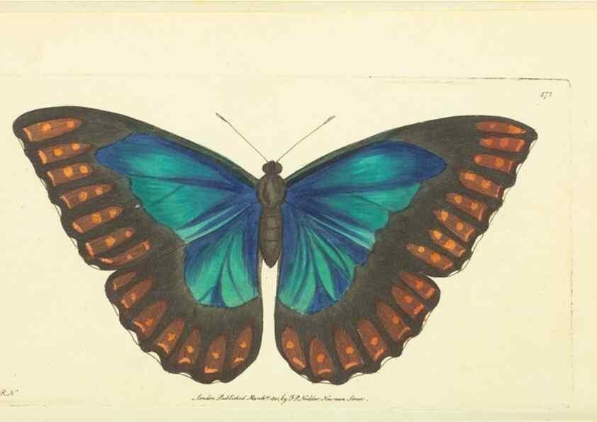 Reproducción/Reproduction 30527693710: The naturalist's miscellany, or Coloured figures of natural objects. London :Printed for Nodder & Co.,1789-1813